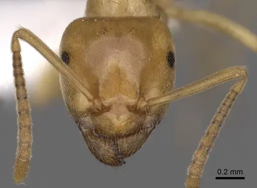 Lasius humilis specimen CASENT0280462 image casent0280462_2