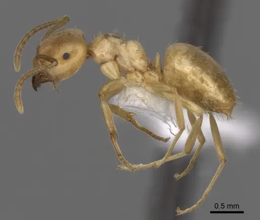 Lasius humilis specimen CASENT0280462 image casent0280462_3