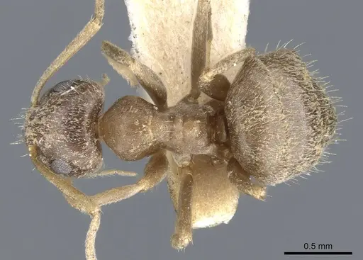 Lasius illyricus specimen CASENT0905686 image casent0905686_1