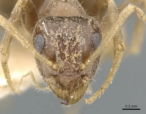 Lasius illyricus specimen CASENT0905686 image casent0905686_2