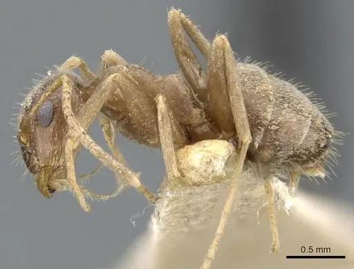 Lasius illyricus specimen CASENT0905686 image casent0905686_3
