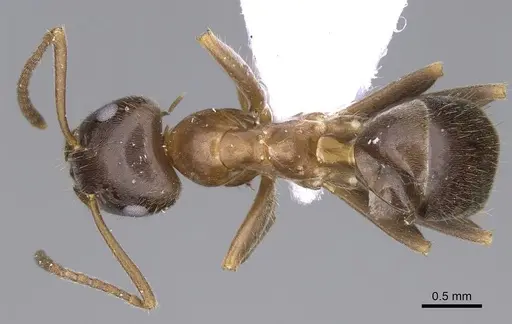 Lasius illyricus specimen CASENT0914255 image casent0914255_1