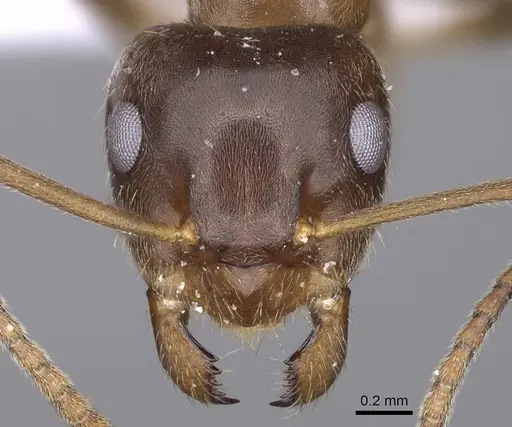 Lasius illyricus specimen CASENT0914255 image casent0914255_2