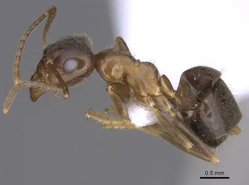 Lasius illyricus specimen CASENT0914255 image casent0914255_3