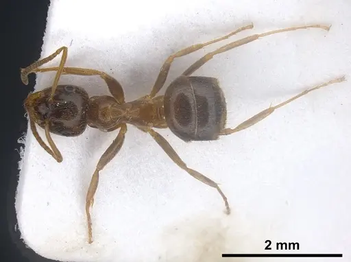 Lasius israelicus specimen ANTWEB1041443 image antweb1041443_1