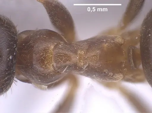 Lasius israelicus specimen ANTWEB1041443 image antweb1041443_2