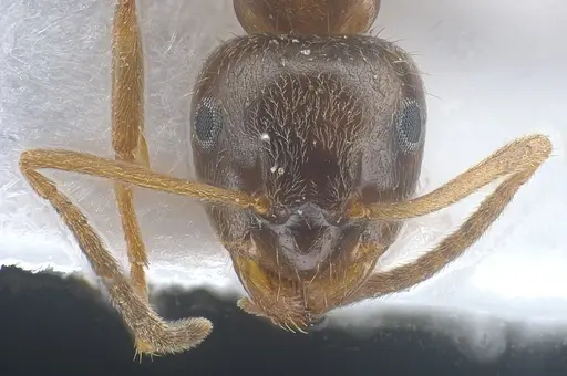 Lasius israelicus specimen ANTWEB1041443 image antweb1041443_3