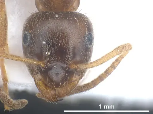 Lasius israelicus specimen ANTWEB1041443 image antweb1041443_4