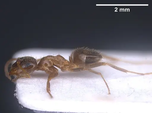 Lasius israelicus specimen ANTWEB1041443 image antweb1041443_5