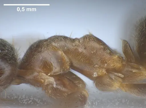 Lasius israelicus specimen ANTWEB1041443 image antweb1041443_6