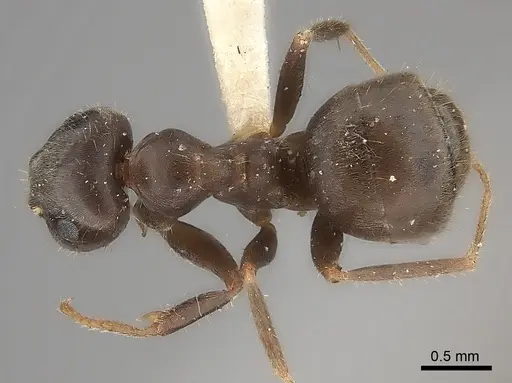 Lasius japonicus specimen CASENT0217722 image casent0217722_1
