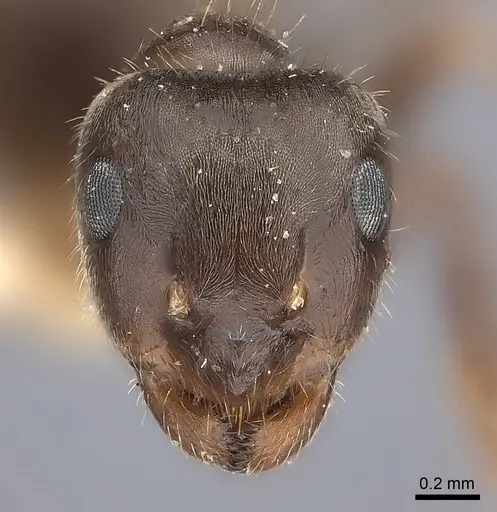 Lasius japonicus specimen CASENT0217722 image casent0217722_2