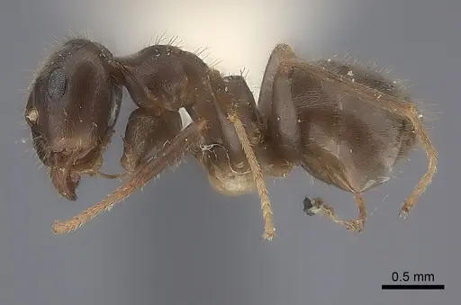 Lasius japonicus specimen CASENT0217722 image casent0217722_3