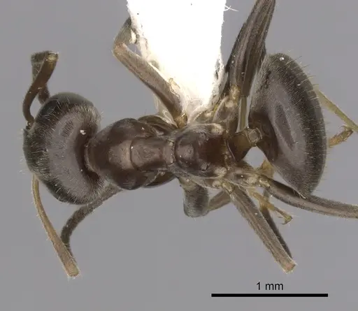 Lasius japonicus specimen CASENT0280450 image casent0280450_1