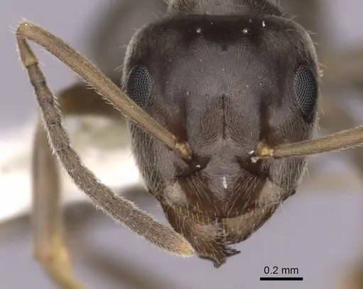 Lasius japonicus specimen CASENT0280450 image casent0280450_2
