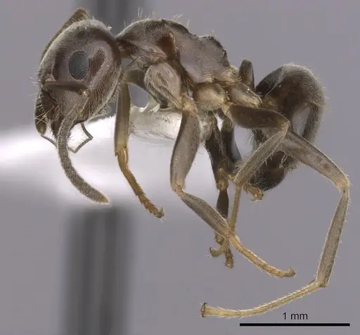 Lasius japonicus specimen CASENT0280450 image casent0280450_3