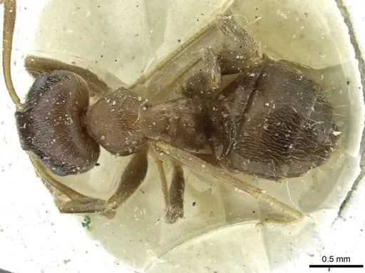 Lasius japonicus specimen CASENT0912291 image casent0912291_1