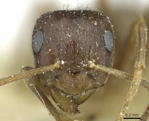 Lasius japonicus specimen CASENT0912291 image casent0912291_2