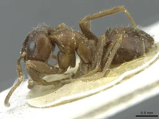 Lasius japonicus specimen CASENT0912291 image casent0912291_3
