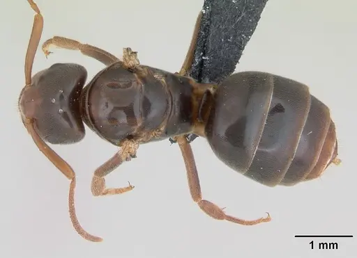 Lasius jensi specimen CASENT0172739 image casent0172739_1