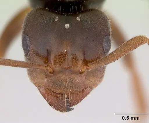 Lasius jensi specimen CASENT0172739 image casent0172739_2