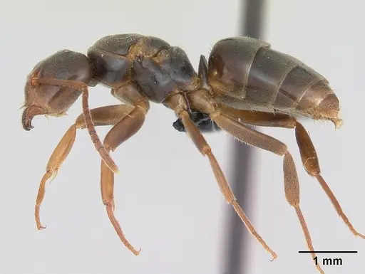 Lasius jensi specimen CASENT0172739 image casent0172739_3