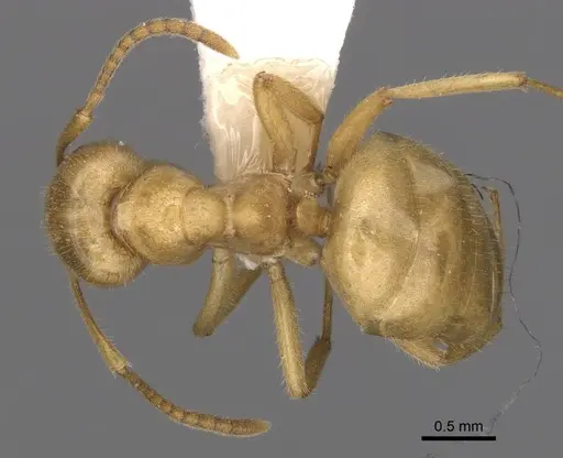 Lasius jensi specimen CASENT0280463 image casent0280463_1