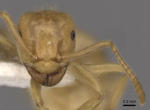 Lasius jensi specimen CASENT0280463 image casent0280463_2