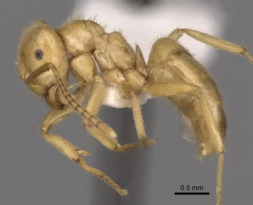 Lasius jensi specimen CASENT0280463 image casent0280463_3