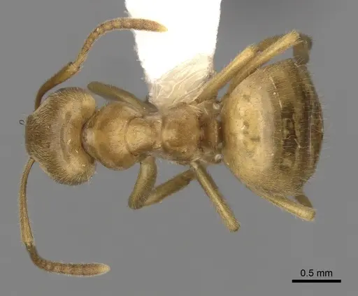 Lasius jensi specimen CASENT0280469 image casent0280469_1