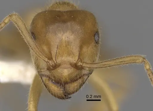 Lasius jensi specimen CASENT0280469 image casent0280469_2