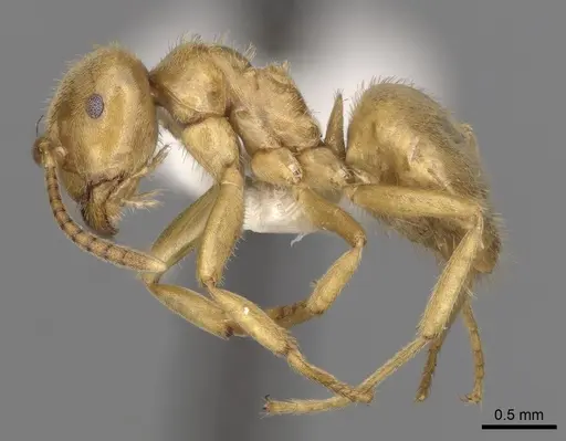 Lasius jensi specimen CASENT0280469 image casent0280469_3