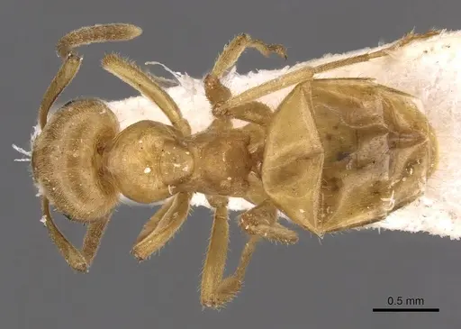 Lasius jensi specimen CASENT0907590 image casent0907590_1
