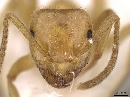 Lasius jensi specimen CASENT0907590 image casent0907590_2