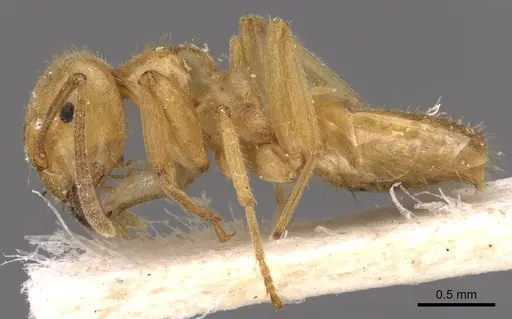 Lasius jensi specimen CASENT0907590 image casent0907590_3