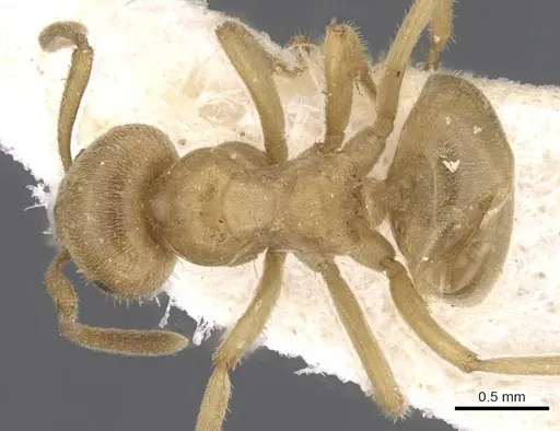 Lasius jensi specimen CASENT0912285 image casent0912285_1
