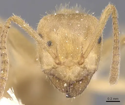 Lasius jensi specimen CASENT0912285 image casent0912285_2