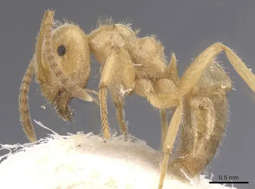 Lasius jensi specimen CASENT0912285 image casent0912285_3