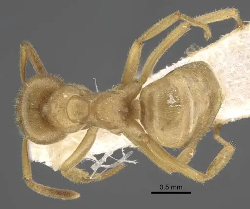 Lasius jensi specimen CASENT0917493 image casent0917493_1