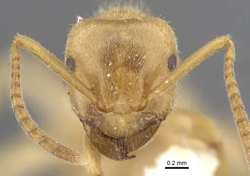 Lasius jensi specimen CASENT0917493 image casent0917493_2