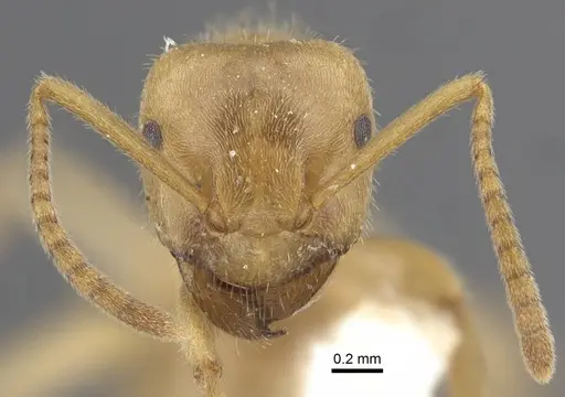 Lasius jensi specimen CASENT0917493 image casent0917493_3