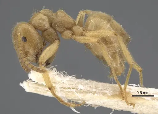 Lasius jensi specimen CASENT0917493 image casent0917493_4