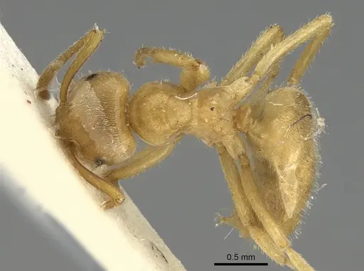 Lasius jensi specimen CASENT0922323 image casent0922323_1