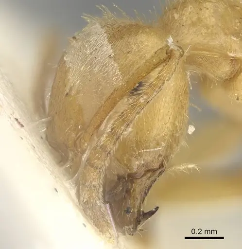 Lasius jensi specimen CASENT0922323 image casent0922323_2