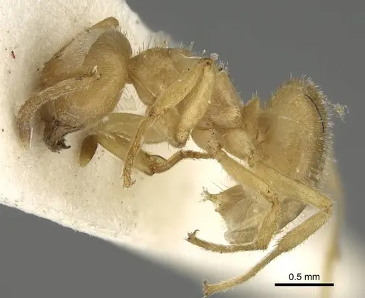 Lasius jensi specimen CASENT0922323 image casent0922323_3