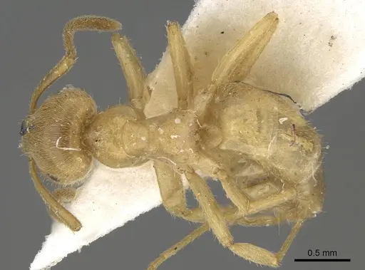 Lasius jensi specimen CASENT0922324 image casent0922324_1
