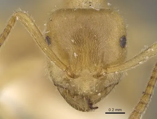 Lasius jensi specimen CASENT0922324 image casent0922324_2