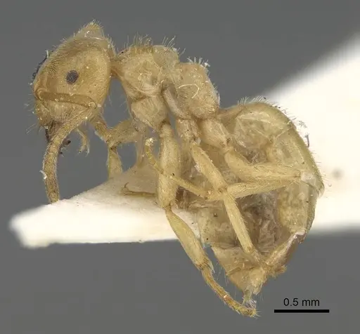 Lasius jensi specimen CASENT0922324 image casent0922324_3