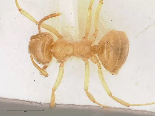 Lasius jensi specimen FOCOL0755 image focol0755_1