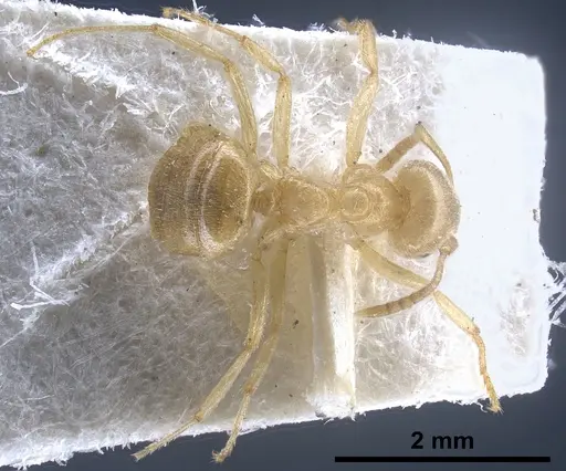 Lasius jensi specimen FOCOL0755 image focol0755_2